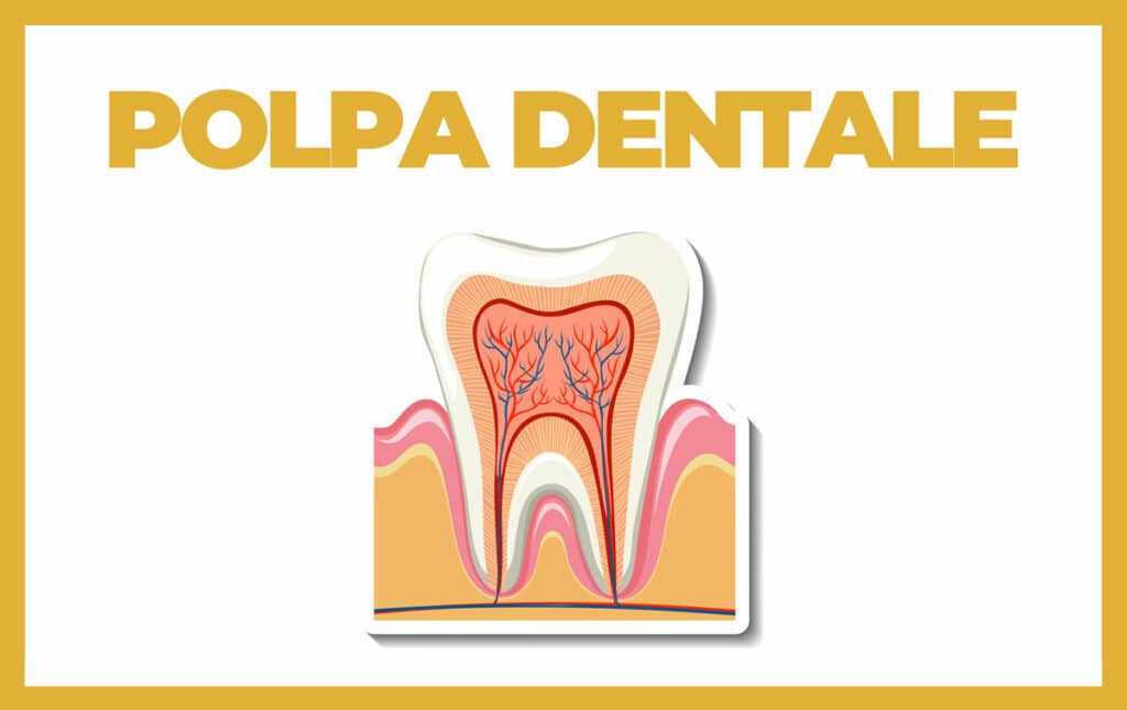 polpa dentale