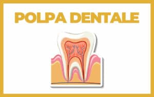 polpa dentale