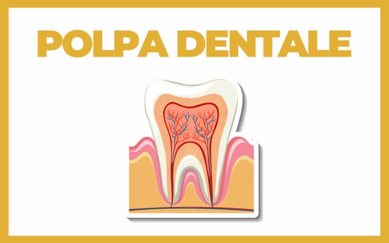 Polpa dentale